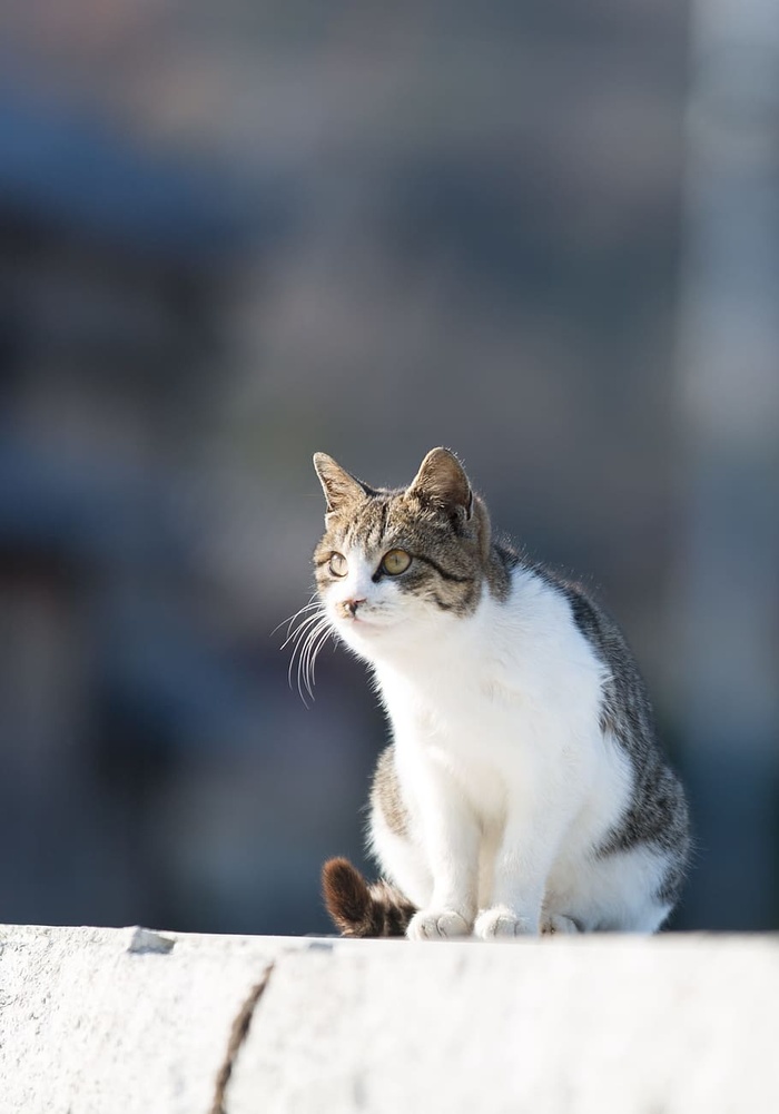 猫，动物，可爱，一只，动物，一只动物，宠物，家猫