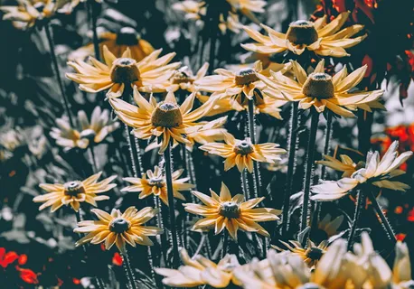 浅色,焦点照片,黄色,黑眼,苏珊·弗劳尔斯,布鲁姆,高帽,rudbeckia nidita 浅色,焦点照片,黄色,黑眼,苏珊·弗劳尔斯,布鲁姆,高帽,rudbeckia nidita