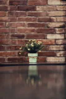 花瓶里的白色紫菀花 花瓶里的白色紫菀花