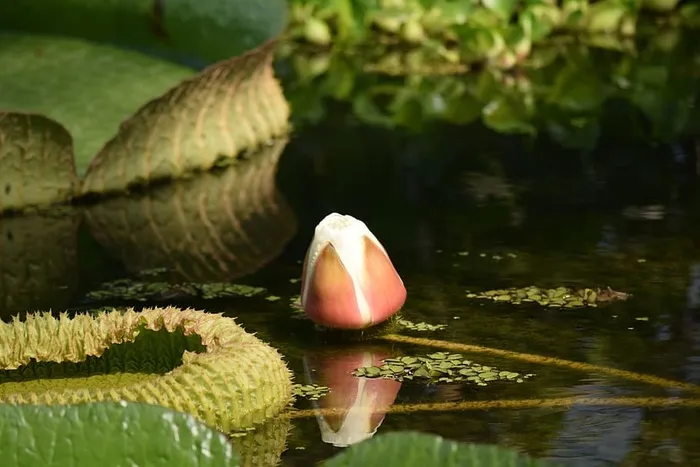 睡莲，花蕾，花，植物，开放，水生，绿色，湖泊