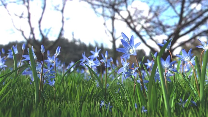 蓝色的花