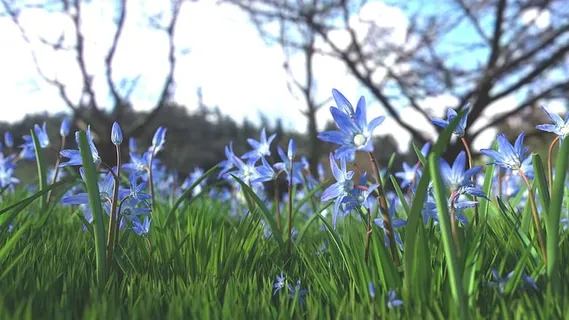 蓝色的花 蓝色的花