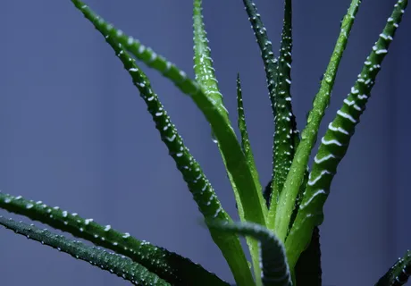 山楂,室内植物,山楂,特写,宏观,水滴,绿色,仙人掌 山楂,室内植物,山楂,特写,宏观,水滴,绿色,仙人掌