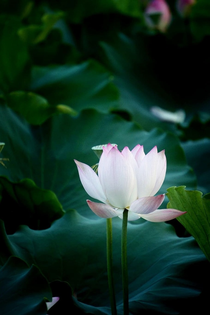 选择性，聚焦摄影，白色，花瓣花，花，莲花，自然，摄影