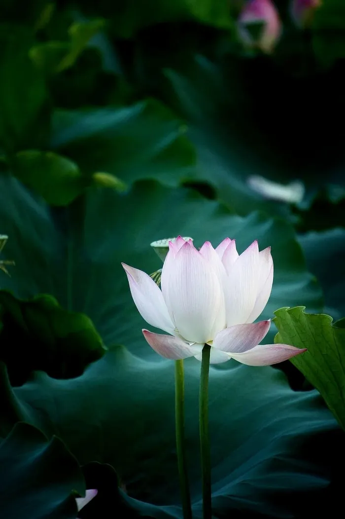 选择性，聚焦摄影，白色，花瓣花，花，莲花，自然，摄影
