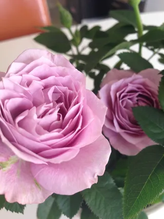 玫瑰，夏天，春天，粉色，玫瑰-花，植物，自然，花