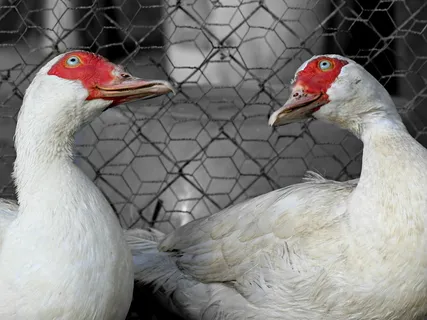 rate，pair，about，birds，two，domestic，搞笑，white