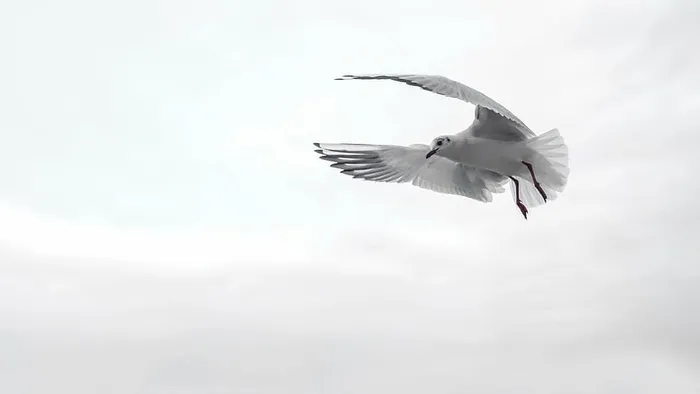 富兰克林，海鸥，飞行，云，白天，翅膀，鸟，海