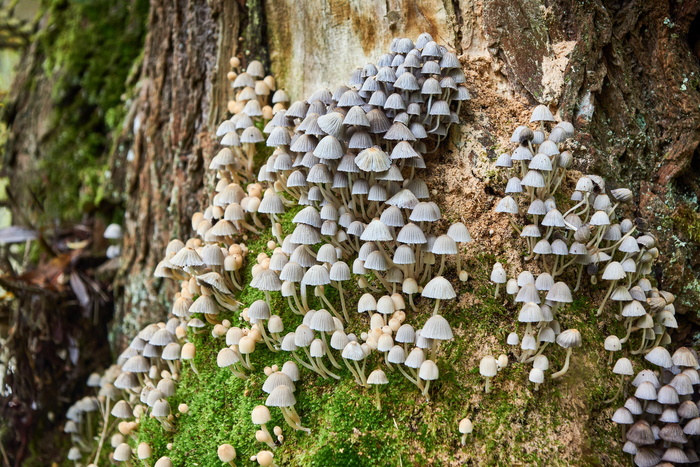 树木、自然、植物、季节、木材、苔藓、封闭、生长