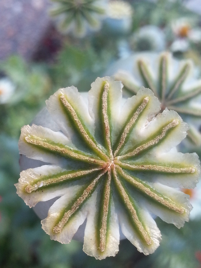 罂粟、东方罂粟、花、植物、夏季、季节、室外、自然