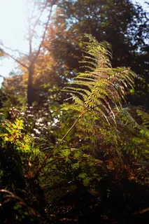 英国，植物，绿色，自然，森林，秋天，阳光，蕨类
