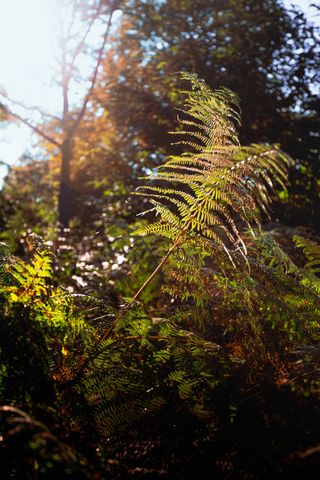 英国，植物，绿色，自然，森林，秋天，阳光，蕨类