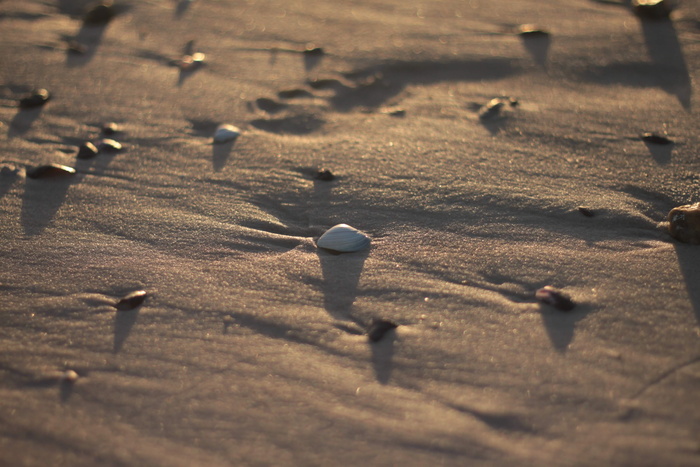 动物，鸟类，脚印，沙滩，海滩，蛤蜊，户外，自然