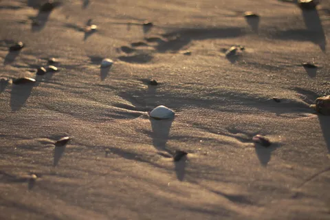 动物,鸟类,脚印,沙滩,海滩,蛤蜊,户外,自然 动物,鸟类,脚印,沙滩,海滩,蛤蜊,户外,自然