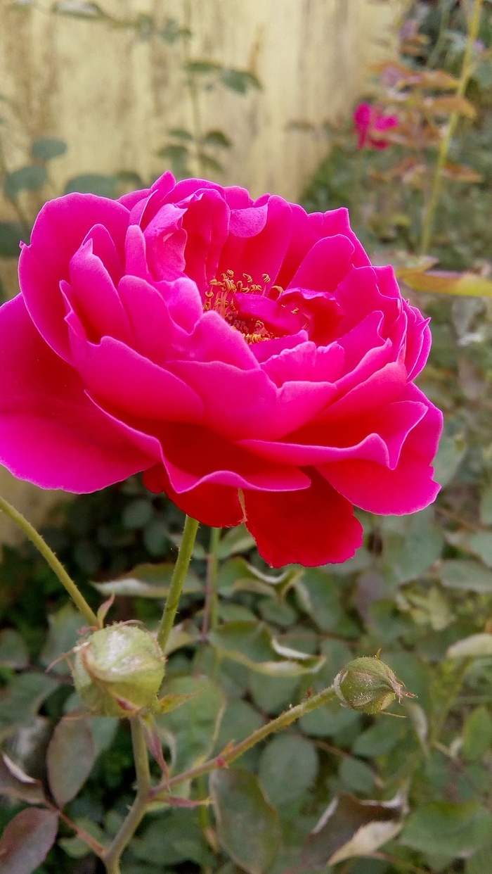 玫瑰，自然，花瓣，花朵，开花植物，植物，自然之美，花瓣