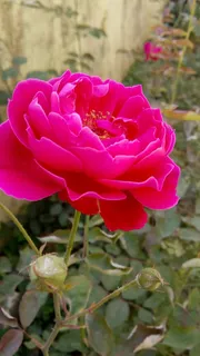 玫瑰，自然，花瓣，花朵，开花植物，植物，自然之美，花瓣