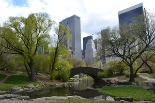 纽约*公园、bridge、曼哈顿、纽约、landmark、纽约*公园、tree