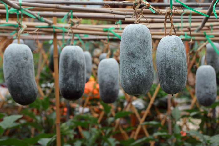 冬瓜，植物，藤蔓，无人，聚焦前景，白天，特写，自然