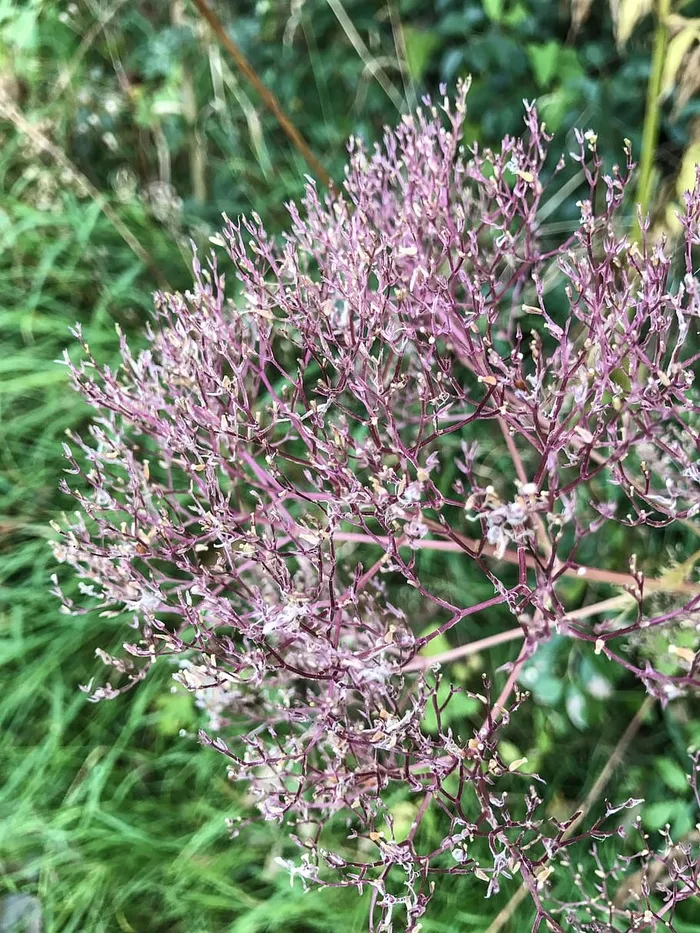 花，玫瑰，植物，五颜六色，绿色，森林，湖泊，海洋