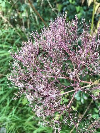 花，玫瑰，植物，五颜六色，绿色，森林，湖泊，海洋