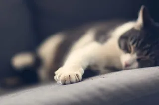 猫，宠物，动物，爪子，睡觉，疲倦，家养，一只动物