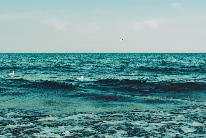 风景摄影，白色，鸟类，海水，白天，二，蓝色，海洋