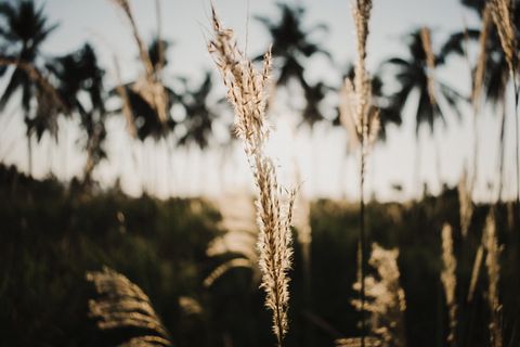 自然、户外、生长、植物、天空、芦苇、草、田野