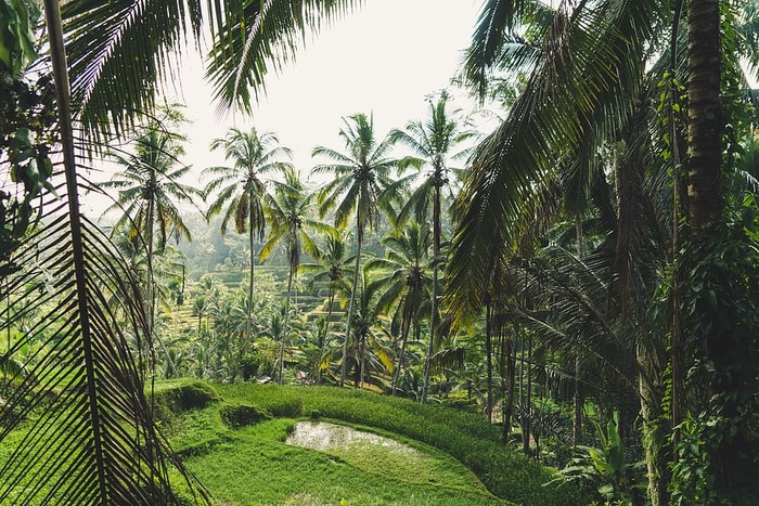 印度尼西亚，tegallalang rice terrace，巴厘岛，旅游，旅游，杂志，封面，树木