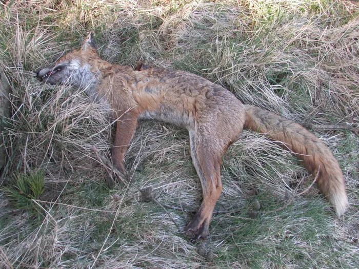 死亡、狐狸、死亡、捕食者、动物、食肉动物、野生、哺乳动物