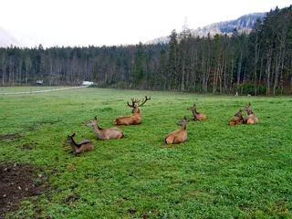 鹿群、休息、反刍、植物、树木、动物主题、动物、土地