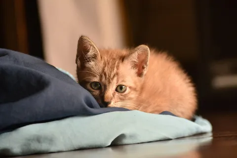 躺在地板上的橙色斑猫