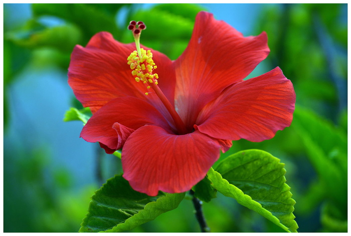 芙蓉，花，自然，红色，植物，花瓣，生长，自然之美