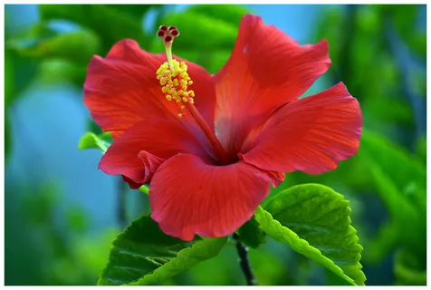 芙蓉,花,自然,红色,植物,花瓣,生长,自然之美 芙蓉,花,自然,红色,植物,花瓣,生长,自然之美