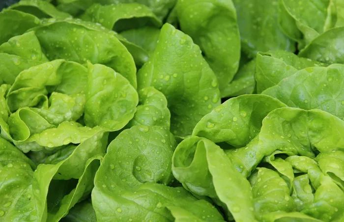 沙拉, 叶生菜, 生菜, 生菜头, 弗里施, 一滴水, 菜园, 绿色