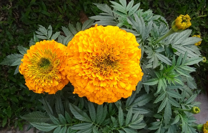 万寿菊、花朵、黄色、genda、詹杜波尔、gondephool、万寿菊、菊科