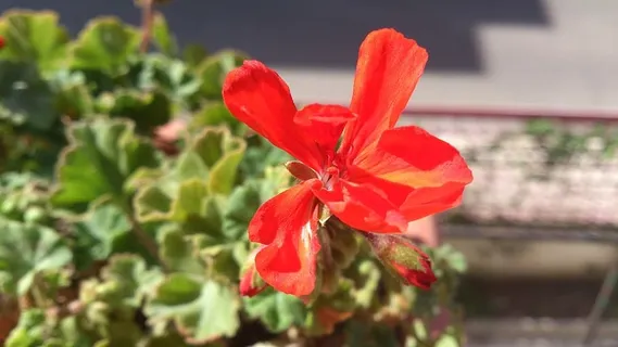 花,天竺葵,红花,血天竺葵,红色,开花植物,自然之美,植物 花,天竺葵,红花,血天竺葵,红色,开花植物,自然之美,植物