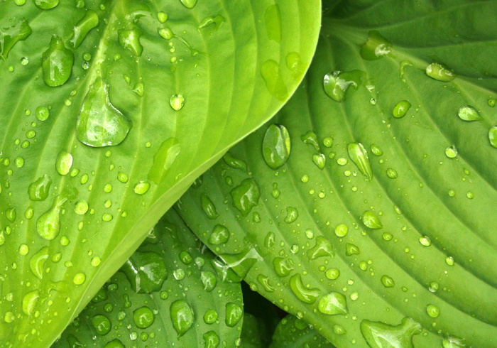 绿色，玉簪，树叶，雨水，水滴，大自然，树叶，水滴