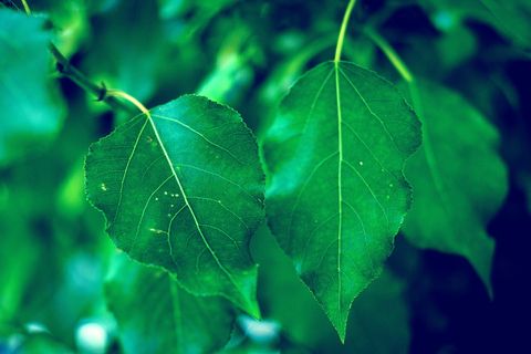 绿叶植物，叶子，植物，纹理，树，绿色，壁纸，夏天