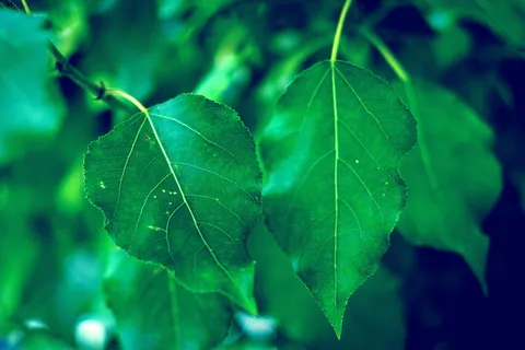 绿叶植物,叶子,植物,纹理,树,绿色,壁纸,夏天 绿叶植物,叶子,植物,纹理,树,绿色,壁纸,夏天