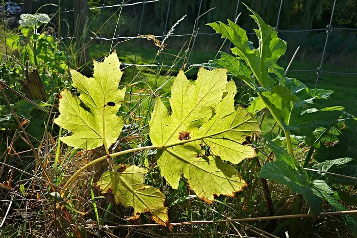 叶子，植物，叶脉，植被，路边，路边植被，明亮，阳光