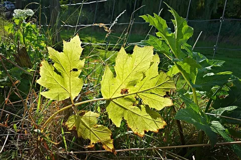 叶子，植物，叶脉，植被，路边，路边植被，明亮，阳光