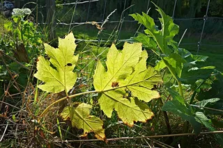 叶子，植物，叶脉，植被，路边，路边植被，明亮，阳光