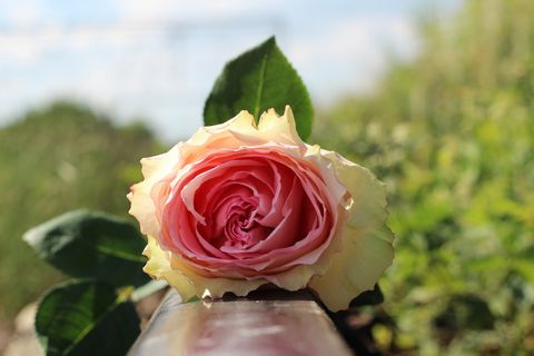 粉红色,白色,玫瑰色,停止青少年自杀,铁路上的白色粉红色玫瑰,停止学生自杀,停止青少年自杀,停止虐待儿童 粉红色,白色,玫瑰色,停止青少年自杀,铁路上的白色粉红色玫瑰,停止学生自杀,停止青少年自杀,停止虐待儿童