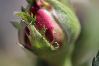 花蕾，到，关闭，自然，玫瑰，春天，聪明，关闭