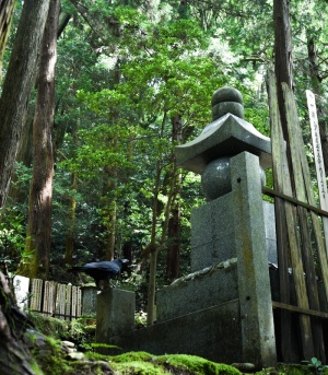日本、京都、绿色、黑色、公墓、森林、树木、乌鸦