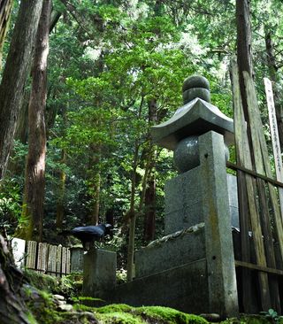 日本、京都、绿色、黑色、公墓、森林、树木、乌鸦