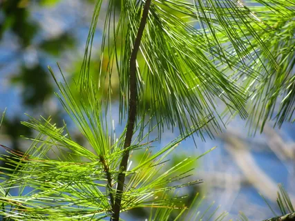 绿色,树木,松树,针叶,植物,生长,绿色,叶子 绿色,树木,松树,针叶,植物,生长,绿色,叶子