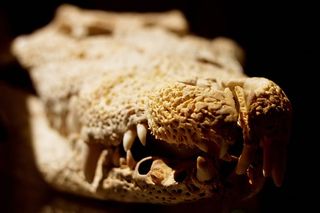 鳄鱼，爬行动物，骨骼，头部，骨架，头骨，自然，解剖学