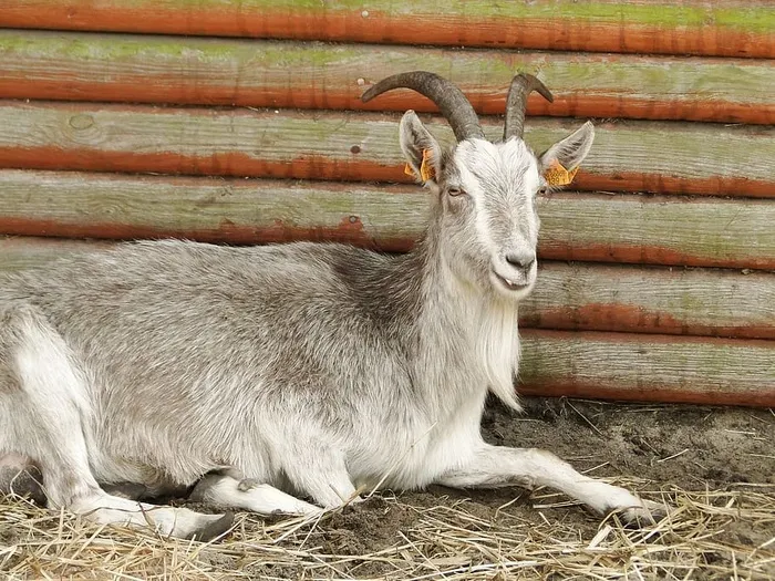 动物，动物主题，哺乳动物，脊椎动物，家畜，牲畜，无人，野生动物