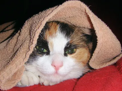 猫,猫,宠物,lapjeskat,动物,哺乳动物,可爱,安全 猫,猫,宠物,lapjeskat,动物,哺乳动物,可爱,安全